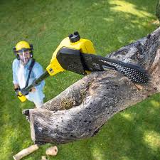 Professional Tree Care in Mexico, MO