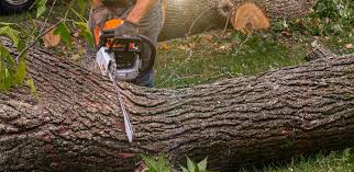 How Our Tree Care Process Works  in  Mexico, MO